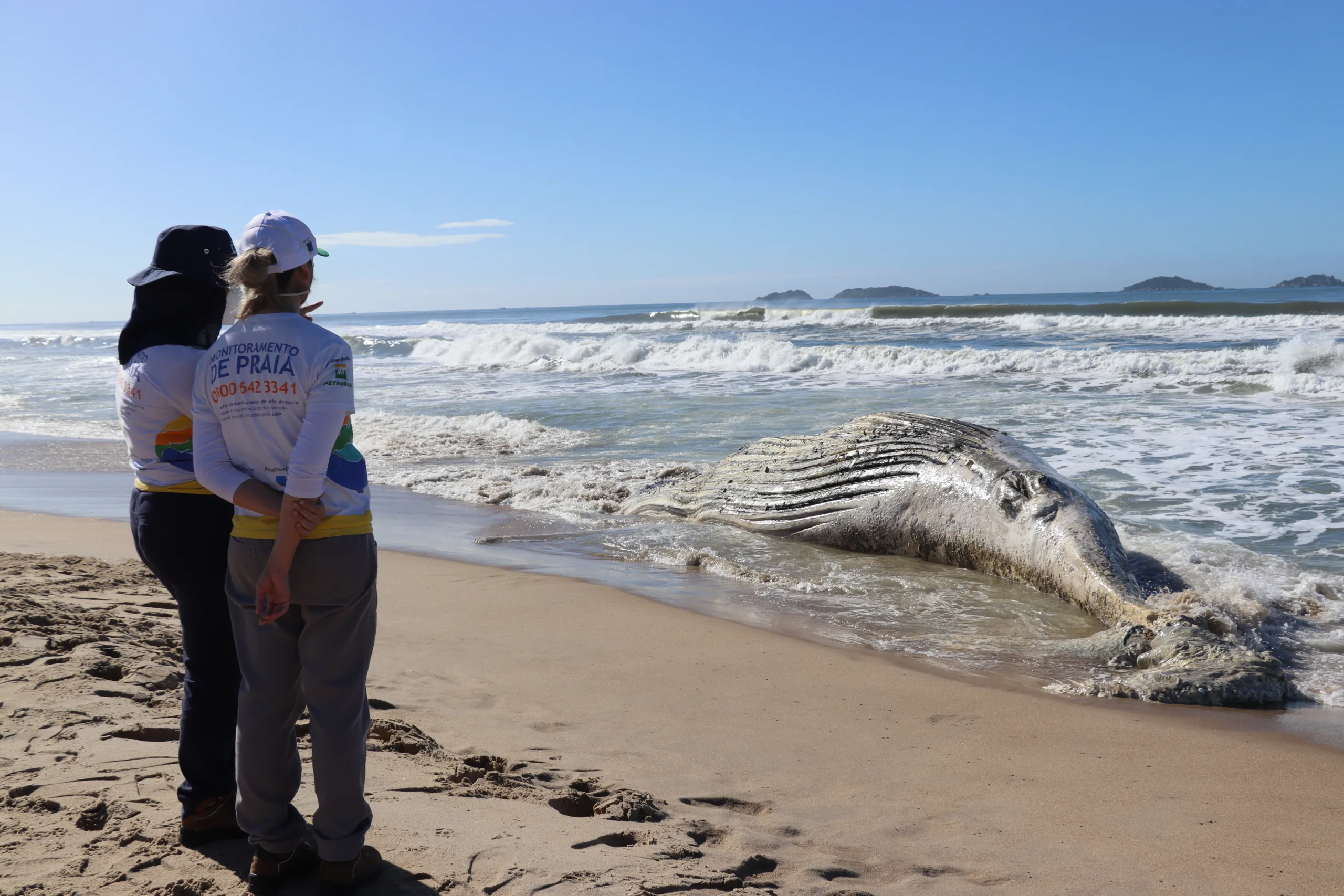 Baleia de 30 toneladas é encontrada morta em praia de SC