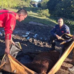 Bombeiros resgatam cavalo atolado em banhado em Florianópolis