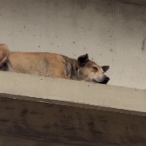 Cachorro caramelo é resgatado após ficar preso em passarela na BR-282 | Imagem: Ederson Mores/Canal Ideal/Cedido ao SCC10