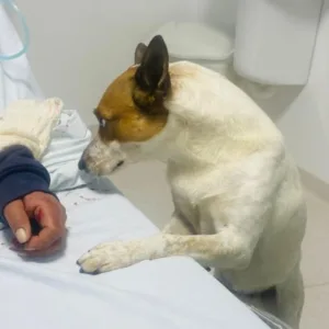 Cachorro fica 12 horas ao lado de tutora durante atendimento na UPA em SC