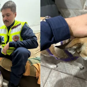 Cadela ajuda a salvar tutora em crise de hipoglicemia em Florianópolis | Foto: CBMSC/Divulgação