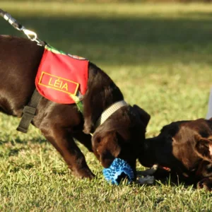 Cães de resgate, pai e filha, que aturaram em Brumadinho, se aposentam em SC