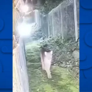 Câmeras flagram puma caminhando perto de condomínio no RS