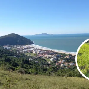 Celesc conclui plantio de mais de 4,3 mil mudas nativas em Florianópolis