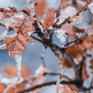 Cidades de SC amanhecem congeladas com temperaturas negativas; veja quais