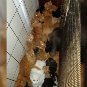 Concórdia enfrenta caso crítico com 400 gatos em imóvel