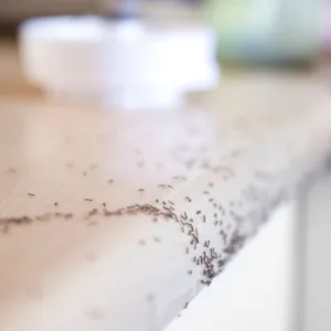 Entenda por que as formigas continuam aparecendo mesmo com a casa limpa