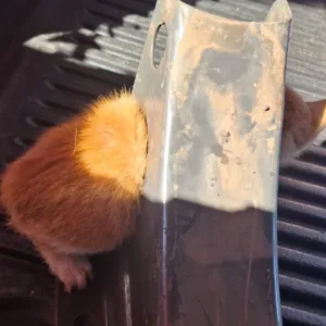 Filhote de gato laranja é salvo após ficar preso em peça de ferro em Chapecó