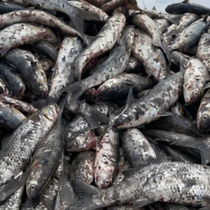 Fim de semana com arrastões gigantes de tainha em praias de SC
