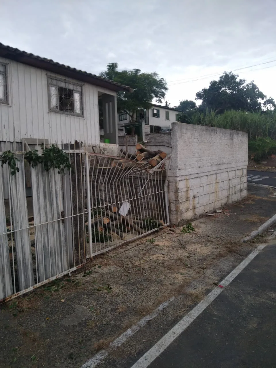 Fortes ventos provocam quedas de árvores e mobilizam bombeiros em Criciúma (3)