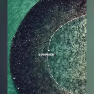 Garopaba registra grande cardume de tainhas e imagens impressionam