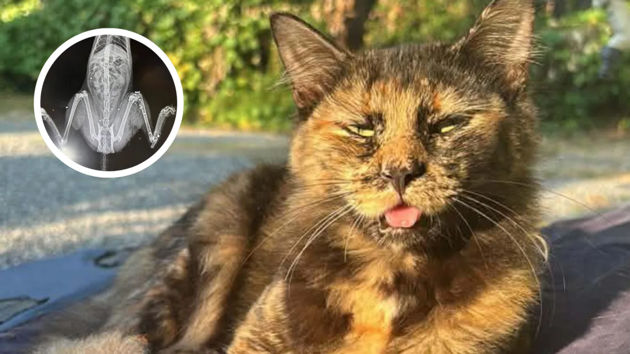 Gata morre após ser baleada com espingarda de pressão em SC