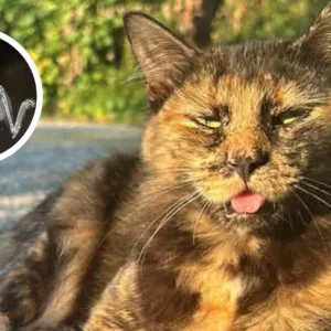 Gata morre após ser baleada com espingarda de pressão em SC