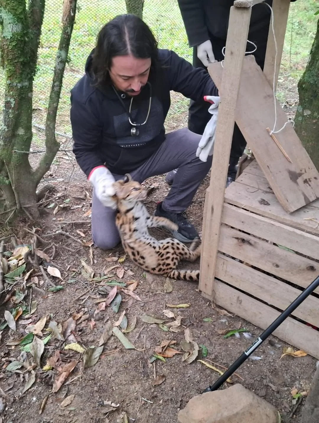 Gato-maracajá é resgatado após atacar galinhas no Sul de SC