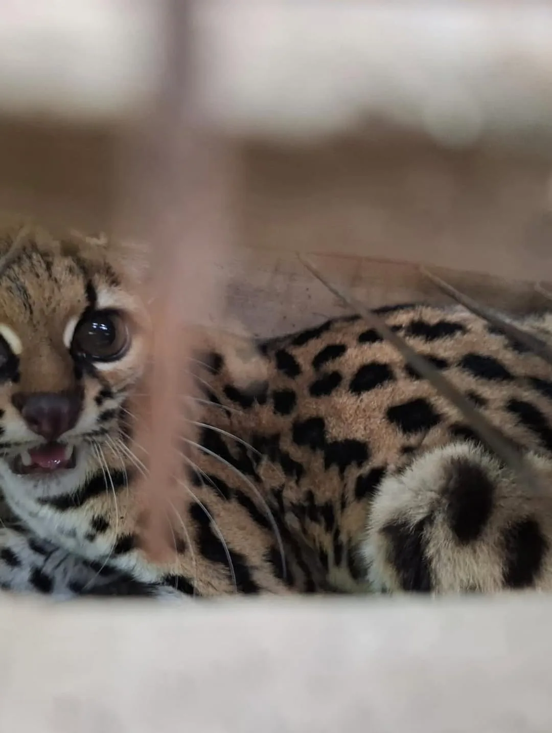 Gato-maracajá é resgatado após atacar galinhas no Sul de SC