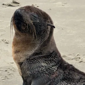 Lobo-marinho é resgatado em praia de SC