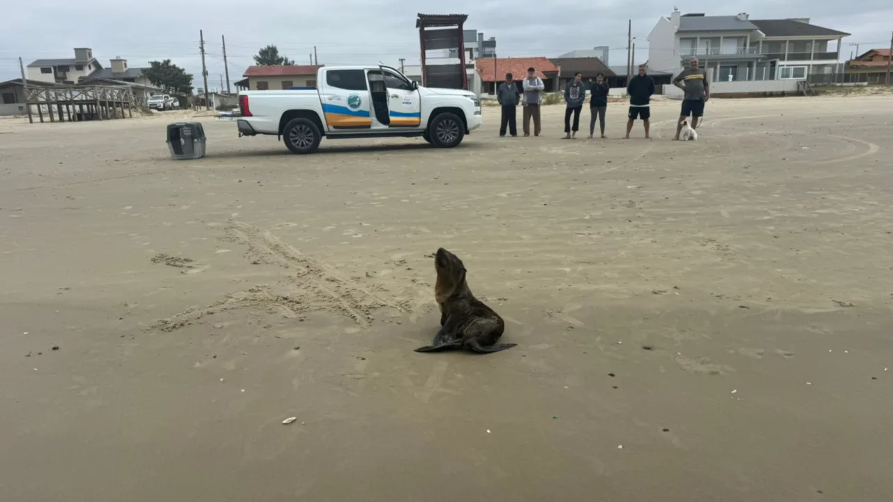 Lobo-marinho é resgatado em praia de SC (2)