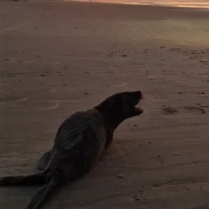 Lobo-marinho morre após ataque de cachorros em praia de SC | Foto: Educamar (PMP-BP)/Divulgação
