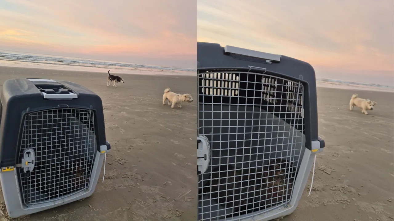 Lobo-marinho morre após ataque de cachorros em praia de SC (2)