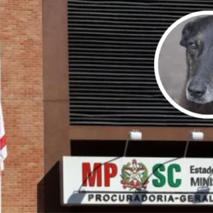 MP descarta agressão de adolescentes contra Cão  Orelha | Foto: reprodução