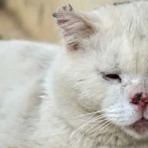 MPSC aciona Justiça para retirada de 400 gatos de apartamento em Concórdia