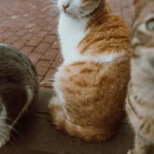 Mais de 100 gatos serão retirados de residência após decisão judicial em Concórdia | Foto: Imagem ilustrativa/Canva/Reprodução