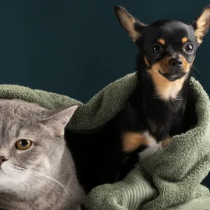 Maravilha abre inscrições para castração gratuita de cães e gatos