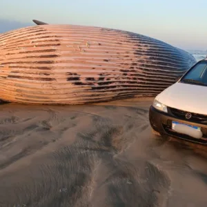 Baleia é encontrada morta no litoral sul de SC; veja o vídeo | Foto: Toninho Rocha/Reprodução
