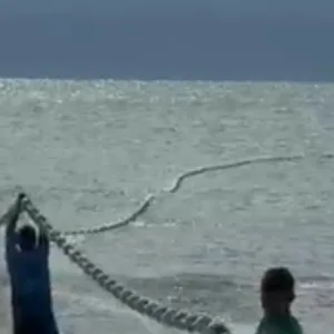 Pesca da tainha movimenta praia de SC neste domingo (10) | Foto: reprodução/@pescadatainha