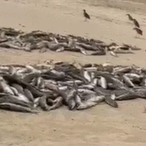 Pesca da tainha movimenta praias de SC nesta segunda (18) | Imagem: enviado pelo subsecretário de Pesca de Florianópolis, Gabriel Euglides
