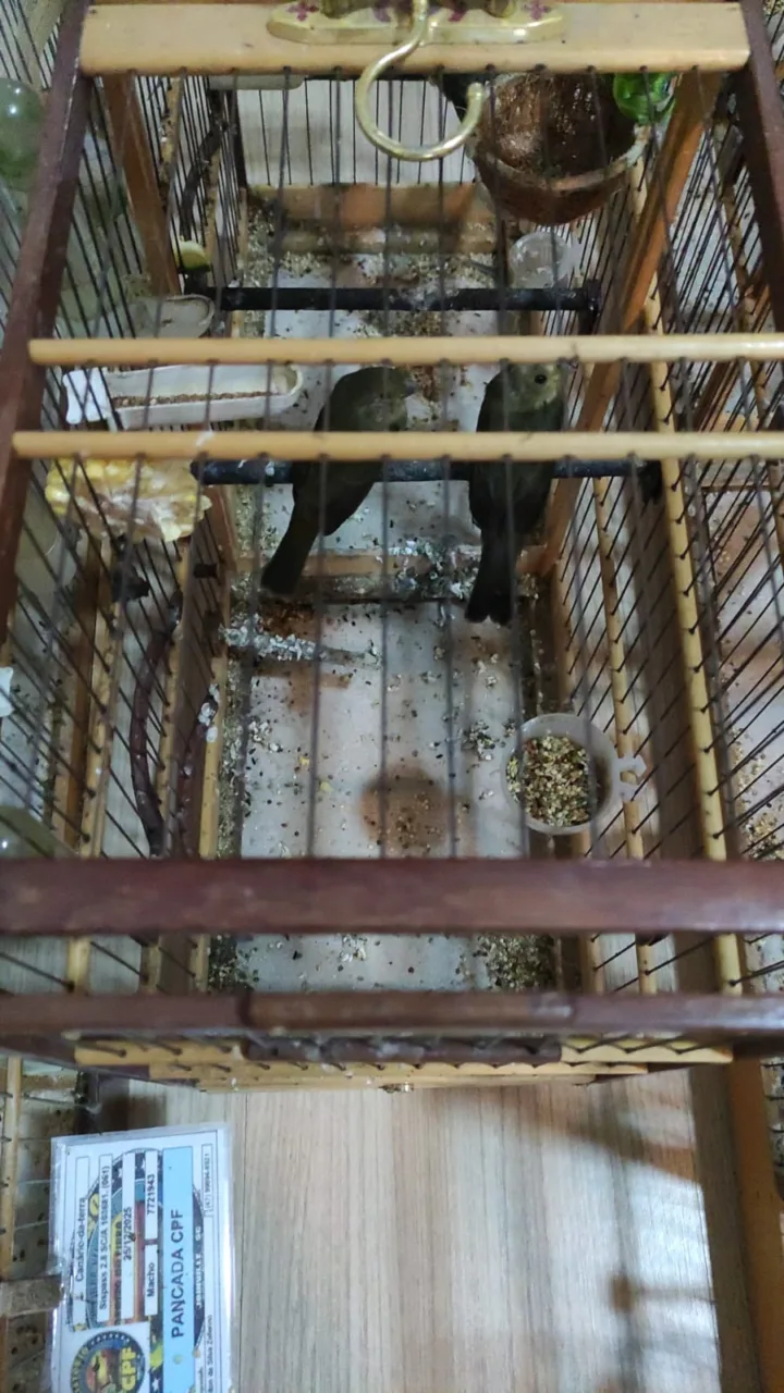 Polícia resgata 10 aves mantidas irregularmente e prende homem em SC