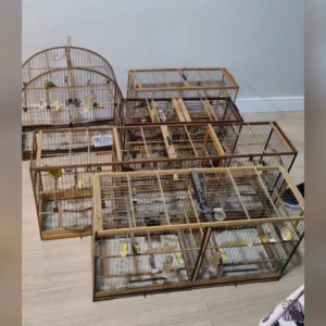 Polícia resgata 10 aves mantidas irregularmente e prende homem em SC