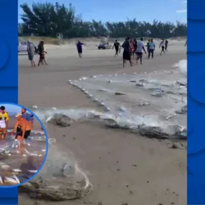 Safra da tainha começa com bons sinais em SC e anima pescadores; veja vídeo | Foto: reprodução 