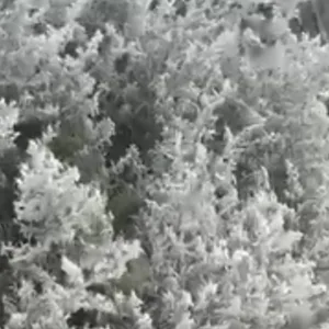 Santa Catarina registra primeiros flocos de neve de 2026 | Imagem: sincelo em Urupema/reprodução/Defesa Civil de SC