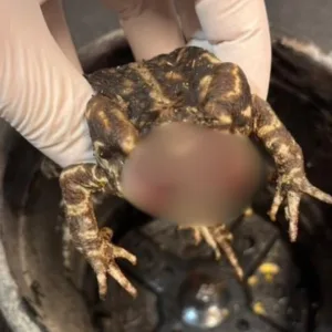 Sapo é encontrado com os olhos arrancados em SC