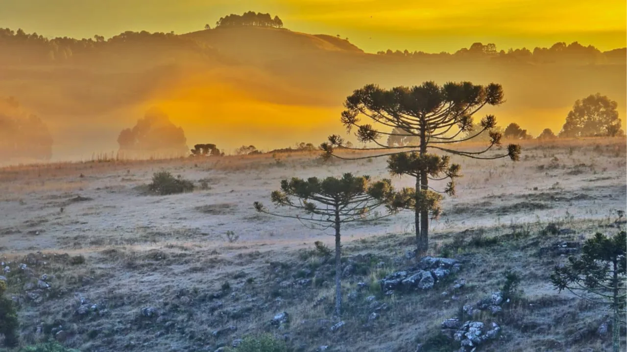 Serra Catarinense amanhece congelada e encanta moradores (2)