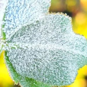 Serra Catarinense registra 18ª geada e marca -1,4°C
