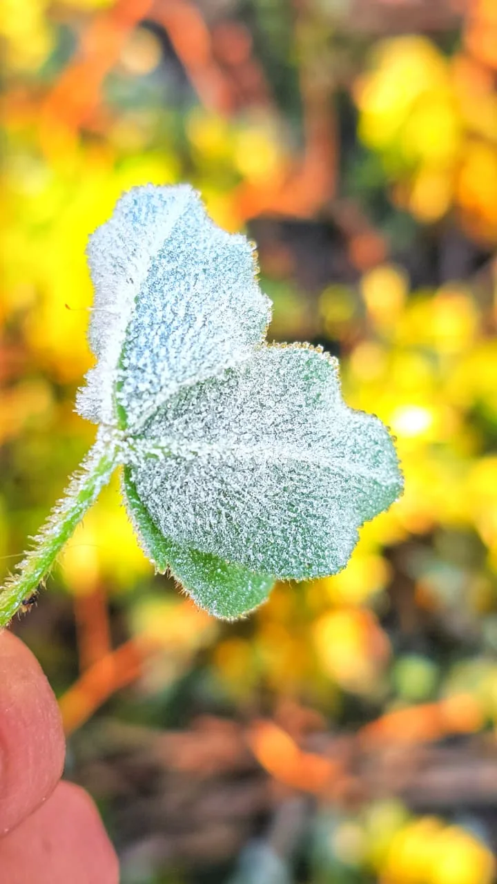 Serra Catarinense registra 18ª geada e marca -1,4°C