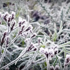 Serra Catarinense registra o amanhecer mais frio do ano