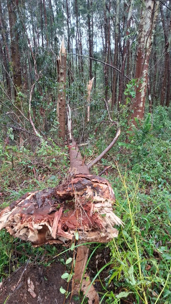 Temporal provoca quedas de árvores, destelhamentos e enxurrada no Oeste de SC
