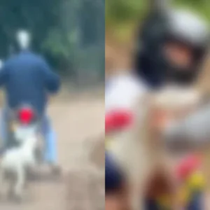 "Fora de contexto": vídeo de supostos maus-tratos a cão mostrava resgate em SC