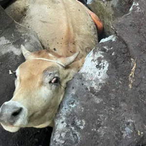 VÍDEO: Boi fica entalado em local inusitado e resgate dura 6 horas em SC | Foto: CBVI/Divulgação