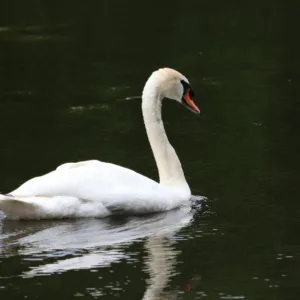 Zoológico do RS tem visitas suspensas após suspeita de síndrome respiratória em aves