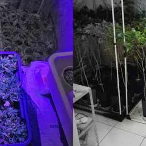 Advogado é preso com 350 pés de maconha em SC