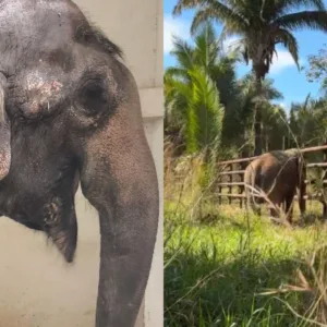 Baby, elefanta do Beto Carrero, dá primeiros passos em liberdade em santuário no MT | Foto: Reprodução/Redes Sociais

