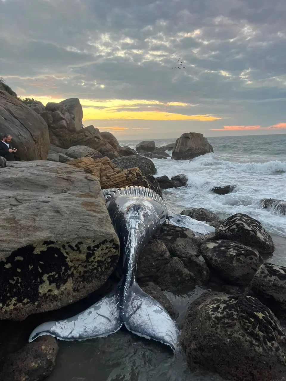 Baleia-jubarte é encontrada morta entre pedras de praia em SC