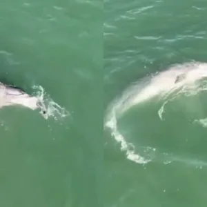 Botos Pescadores caçam como se estivessem brincando em Laguna | @faroldesantamarta /@jooosimar