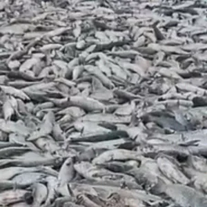 Com safra em alta, pescadores e estado explicam logística da pesca da tainha | Foto: Reprodução/Grupo Pesca da Tainha Oficial