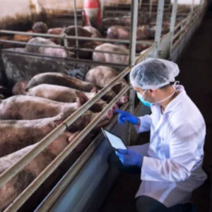 Custo para produção de suínos e frangos volta a cair | Foto: Banco de Imagens