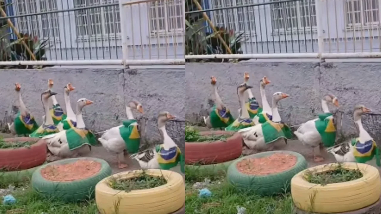 De verde e amarelo, gansos 'torcedores' viralizam na web